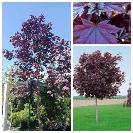 Клен гостролистий (Acer platanoides) "Royal Red" / H 400 см + / НО 20-22 см / контейнер 