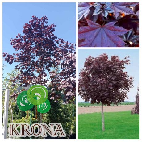 Саджанці купити Клен гостролистий (Acer platanoides) "Royal Red" / H 400 см + / НО 20-22 см / контейнер 