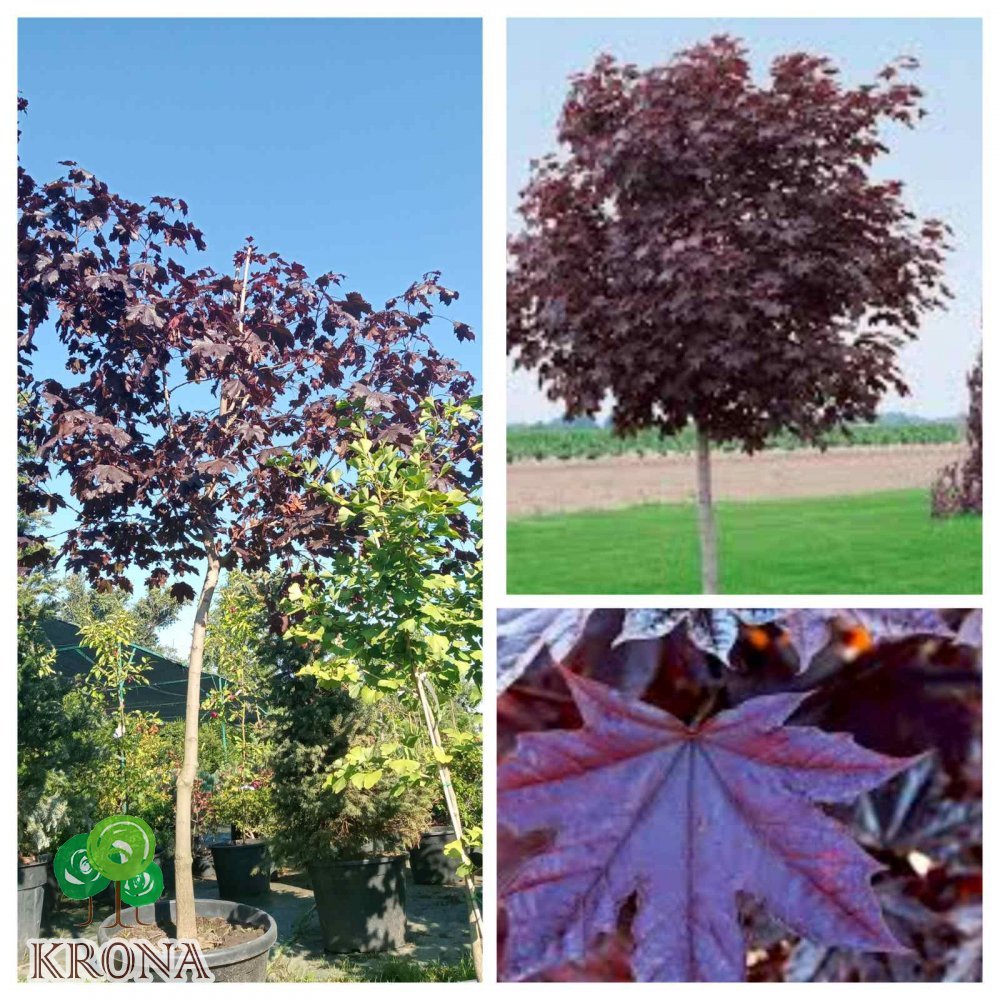 Саджанці купити Клен гостролистий (Acer platanoides) "Royal Red" /H 300+ см/НО 15-16 см/ контейнер