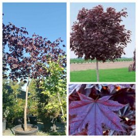 Клен гостролистий (Acer platanoides) "Royal Red" /H 300+ см/НО 15-16 см/ контейнер