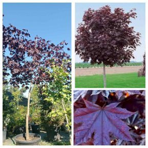 Клен гостролистий (Acer platanoides) "Royal Red" /H 300+ см/НО 15-16 см/ контейнер