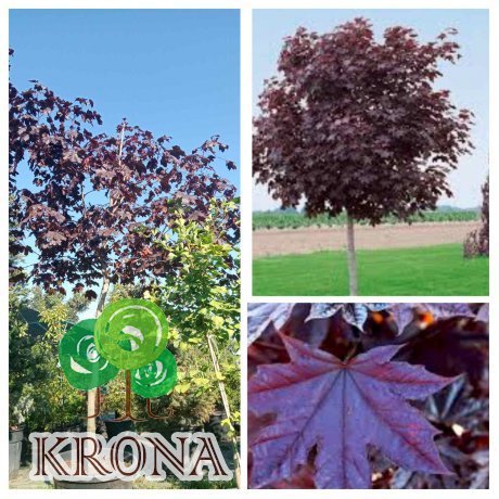 Саджанці купити Клен гостролистий (Acer platanoides) "Royal Red" /H 300+ см/НО 15-16 см/ контейнер