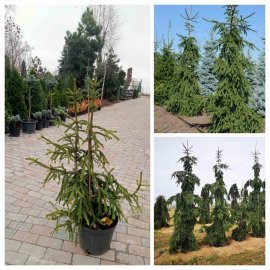 Ель обыкновенная (Picea abies) "Rothenhaus" /H 120-140 см/ контейнер С 20  L