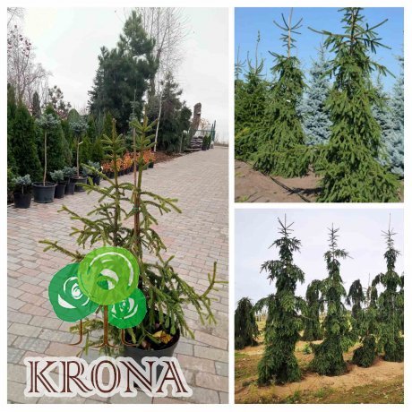 Саджанці купити Ель обыкновенная (Picea abies) "Rothenhaus" /H 120-140 см/ контейнер С 20  L