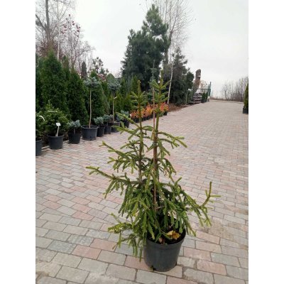 Саджанці купити Ель обыкновенная (Picea abies) "Rothenhaus" /H 120-140 см/ контейнер С 20  L