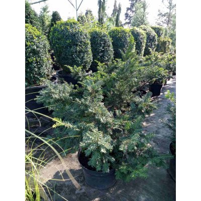 Саджанці купити Тис ягідний (Taxus baccata) "Summergold"/H 40-60 см/D 70-100 см/контейнер С  15 L