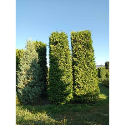 Саджанці купити Туя західна (Thuja occidentalis) "Brabant"/ Брабант/  формована  /Н 400-500 см/D 120см*120 см/ ком