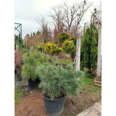 Саджанці купити Сосна Веймутова (Pinus strobus) "Blue Shag"/H 80-100 см/контейнер С35  L
