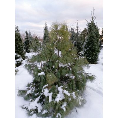 Саджанці купити Сосна гималайская / Гриффита (Pinus wallichiana / Griffithii) /Н 170-190 см/ ком