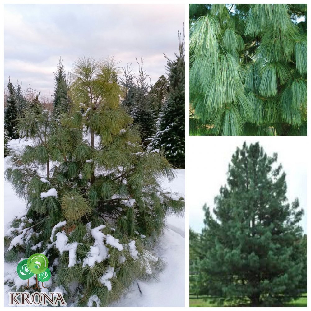 Саджанці купити Сосна гималайская / Гриффита (Pinus wallichiana / Griffithii) /Н 170-190 см/ ком