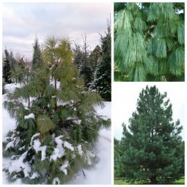 Сосна гималайская / Гриффита (Pinus wallichiana / Griffithii) /Н 170-190 см/ ком Сосна гималайская / Гриффита (Pinus wallichiana / Griffithii) /Н 170-190 см/ ком