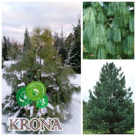 Саджанці купити Сосна гималайская / Гриффита (Pinus wallichiana / Griffithii) /Н 170-190 см/ ком