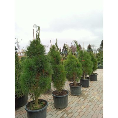 Саджанці купити Сосна чорна (Pinus nigra) "Green Rocket" / H 135-160 см / контейнер 65 L