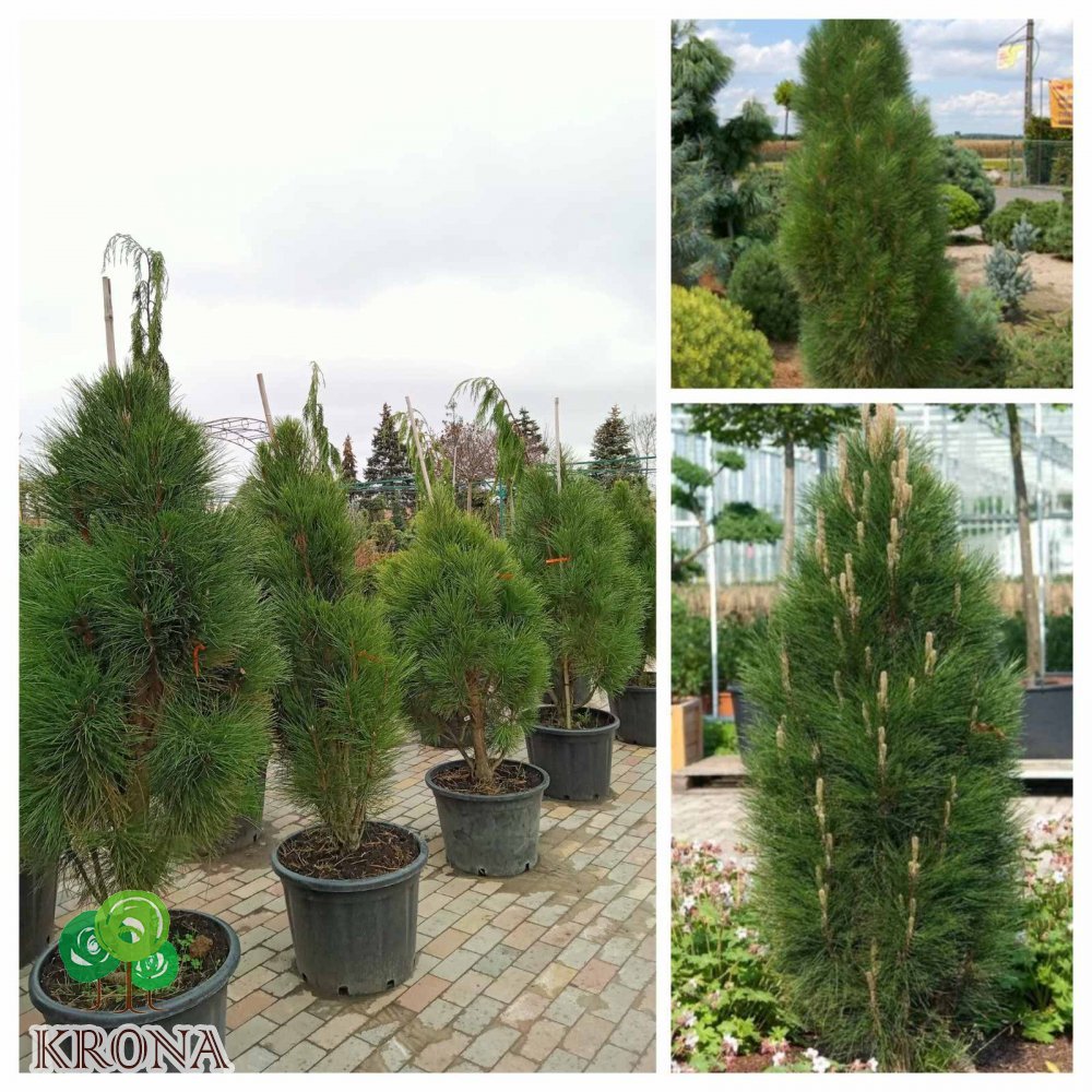 Саджанці купити Сосна чорна (Pinus nigra) "Green Rocket" / H 135-160 см / контейнер 65 L