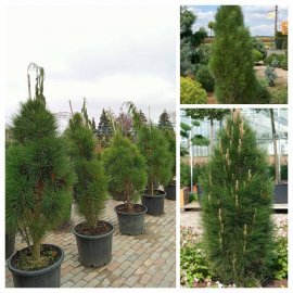 Сосна чорна (Pinus nigra) "Green Rocket" / H 135-160 см / контейнер 65 L