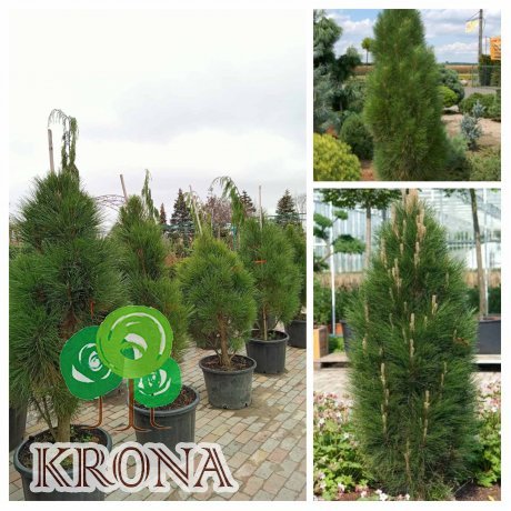 Саджанці купити Сосна чорна (Pinus nigra) "Green Rocket" / H 135-160 см / контейнер 65 L