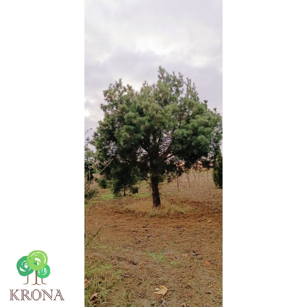 Саджанці купити Сосна звичайна (Pinus Sylvestris) / H 500 + см / ком