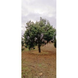 Сосна звичайна (Pinus Sylvestris) / H 500 + см / ком Сосна звичайна (Pinus Sylvestris) / H 500 + см / ком