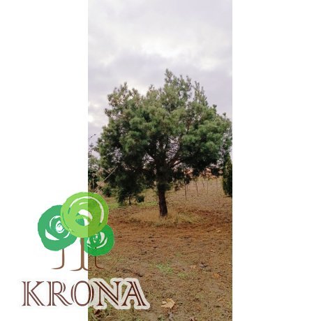 Саджанці купити Сосна звичайна (Pinus Sylvestris) / H 500 + см / ком