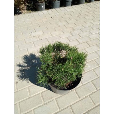 Саджанці купити Сосна гірська (Pinus mugo) "Pumilio" /Н 25-35 см/контейнер 12  L