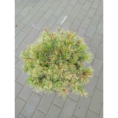 Саджанці купити Сосна дрібноквіткова (Pinus parviflora) "Tanima no Yuki"/Н 28-30 см/D45*45 cсм/контейнер C12 L