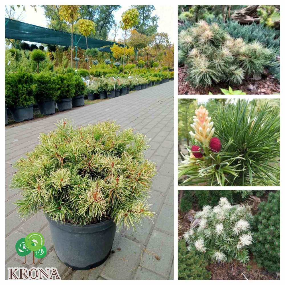 Саджанці купити Сосна дрібноквіткова (Pinus parviflora) "Tanima no Yuki"/Н 28-30 см/D45*45 cсм/контейнер C12 L
