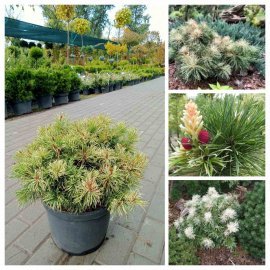 Сосна дрібноквіткова (Pinus parviflora) "Tanima no Yuki"/Н 28-30 см/D45*45 cсм/контейнер C12 L