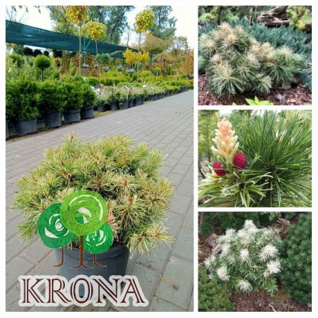 Саджанці купити Сосна дрібноквіткова (Pinus parviflora) "Tanima no Yuki"/Н 28-30 см/D45*45 cсм/контейнер C12 L