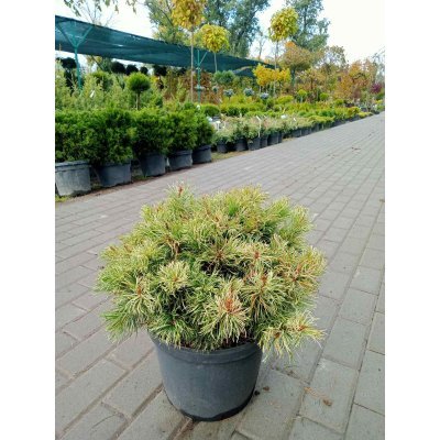 Саджанці купити Сосна дрібноквіткова (Pinus parviflora) "Tanima no Yuki"/Н 28-30 см/D45*45 cсм/контейнер C12 L
