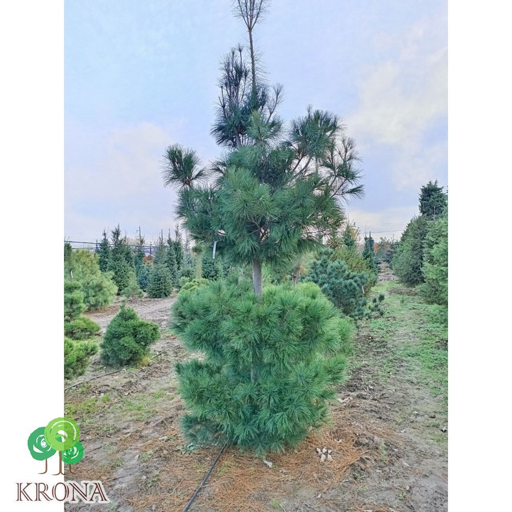 Саджанці купити Сосна Веймутова (Pinus strobus) / H 450-550 см / ком