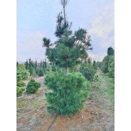 Сосна Веймутова (Pinus strobus) / H 450-550 см / ком