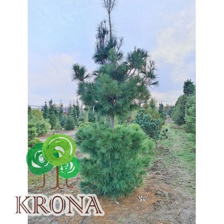 Саджанці купити Сосна Веймутова (Pinus strobus) / H 450-550 см / ком