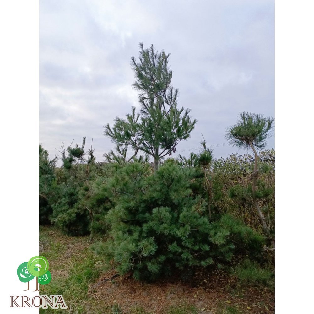 Саджанці купити Сосна Веймутова (Pinus strobus) / H 400-500 см / ком