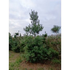 Сосна Веймутова (Pinus strobus) / H 400-500 см / ком