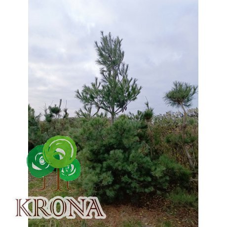 Саджанці купити Сосна Веймутова (Pinus strobus) / H 400-500 см / ком