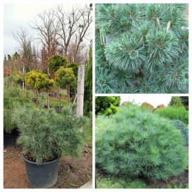 Сосна Веймутова (Pinus strobus) "Blue Shag"/H 80-100 см/контейнер С35  L