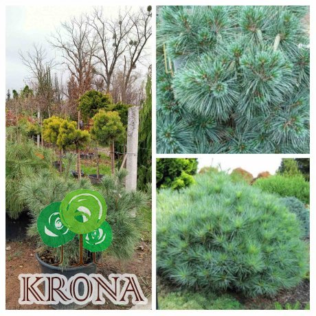 Саджанці купити Сосна Веймутова (Pinus strobus) "Blue Shag"/H 80-100 см/контейнер С35  L