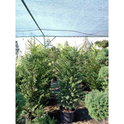 Саджанці купити Тис ягідний "Баката"/ (Taxus baccata) /Н 180-210 см/контейнер С85 L
