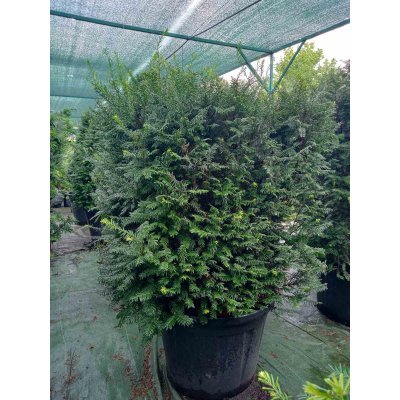 Саджанці купити Тис ягідний /формований/ (Taxus baccata) /Н 120-170 см/контейнер С85-100 L