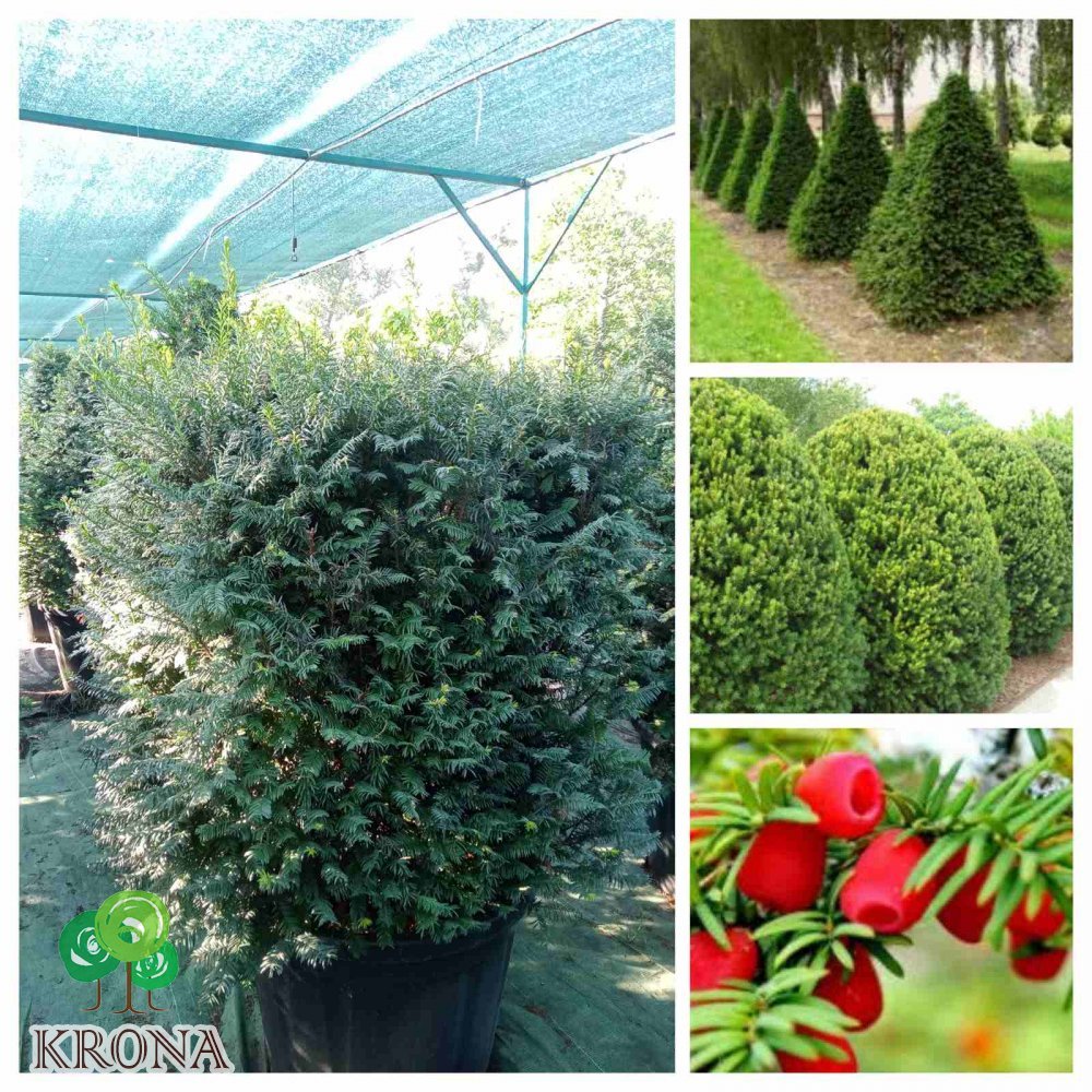 Саджанці купити Тис ягідний /формований/ (Taxus baccata) /Н 120-170 см/контейнер С85-100 L