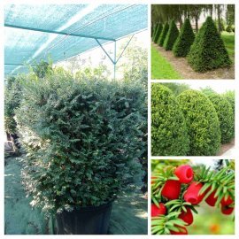 Тис ягідний /формований/ (Taxus baccata) /Н 120-170 см/контейнер С85-100 L