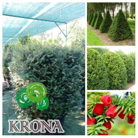 Саджанці купити Тис ягідний /формований/ (Taxus baccata) /Н 120-170 см/контейнер С85-100 L