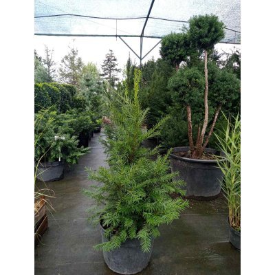 Саджанці купити Тис середній (Taxus media) "Groenland"/Н 30-35 см/контейнер С15 L