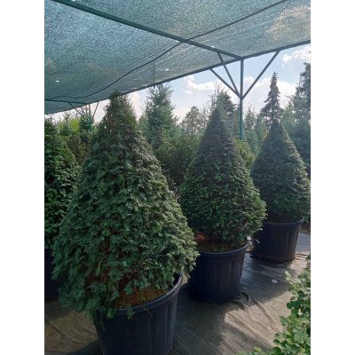 Саджанці купити Тис ягідний (Taxus baccata) топіар /конус/ H 130-140 см/контейнер С 80-100  L