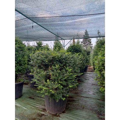 Саджанці купити Тис ягідний /формований/ (Taxus baccata) /Н 120-170 см/контейнер С85-100 L