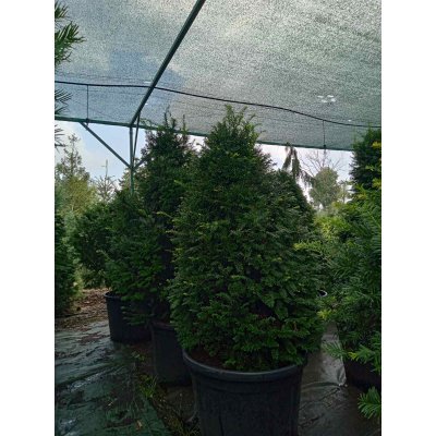 Саджанці купити Тис ягідний /формований/ (Taxus baccata) /Н 120-170 см/контейнер С85-100 L