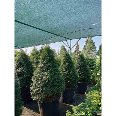 Саджанці купити Тис ягідний (Taxus baccata) топіар /конус/ H 130-140 см/контейнер С 80-100  L