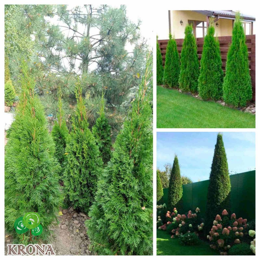 Саджанці купити Туя західна  "Смарагд" /Thuja occidentalis "Smaragd"/Н 100-110  см/ком