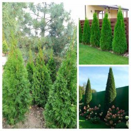 Туя західна  "Смарагд" /Thuja occidentalis "Smaragd"/Н 100-110  см/ком
