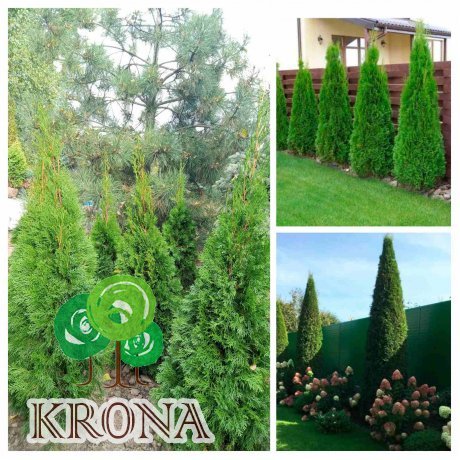 Саджанці купити Туя західна  "Смарагд" /Thuja occidentalis "Smaragd"/Н 100-110  см/ком